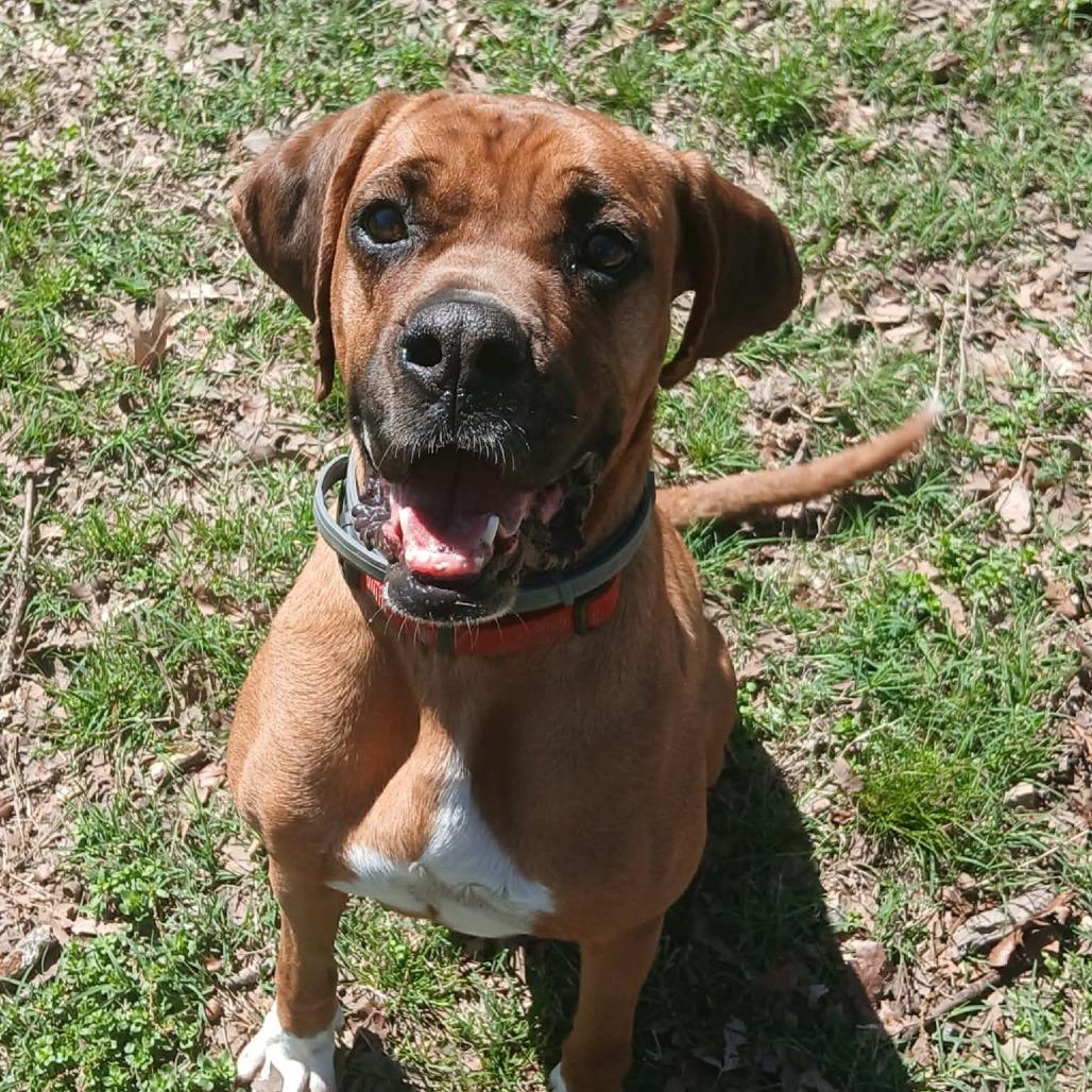 Enlarge Rita, a Adoptable mixed breed in Wadena, MN image 3/6