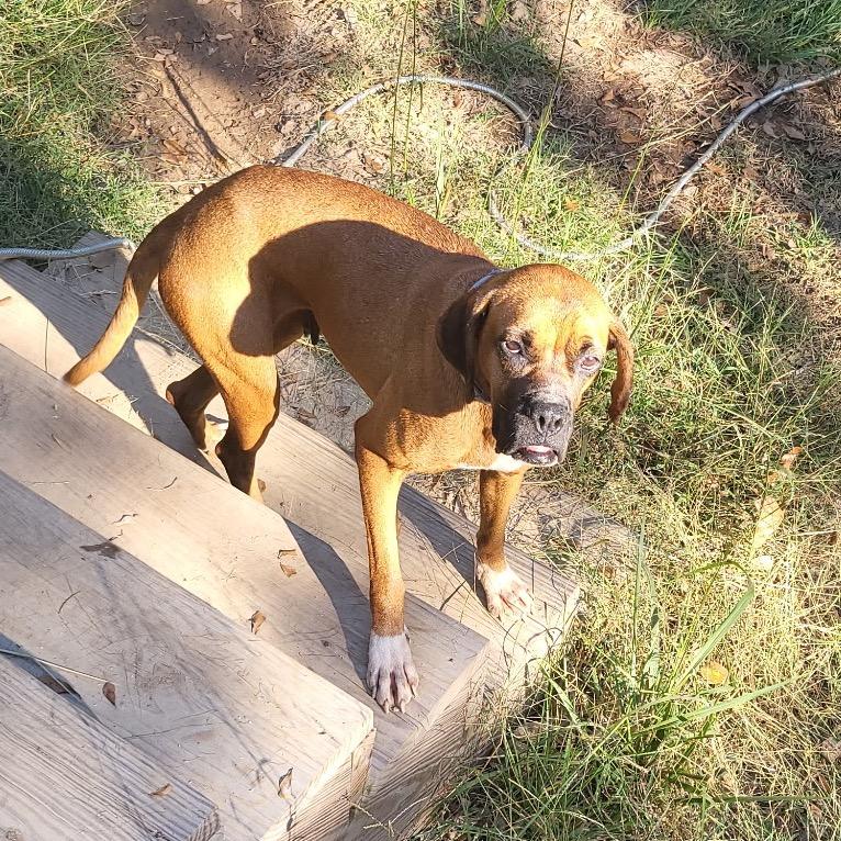 Enlarge Rita, a Adoptable mixed breed in Wadena, MN image 3/4