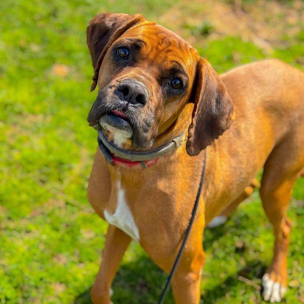 Enlarge Rita, a Adoptable mixed breed in Wadena, MN image 5/6