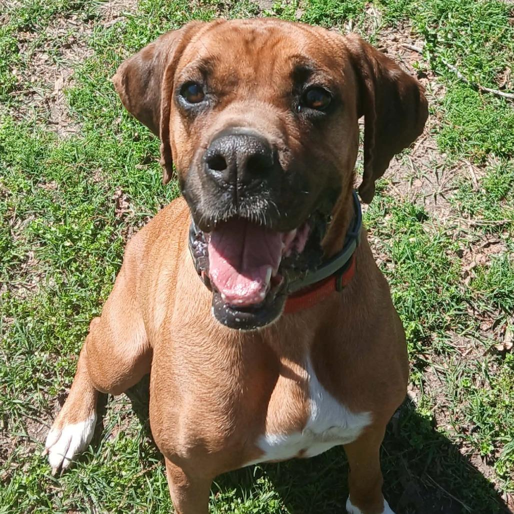 Enlarge Rita, a Adoptable mixed breed in Wadena, MN image 5/6