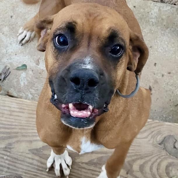 Enlarge Rita, a Adoptable mixed breed in Wadena, MN image 4/4