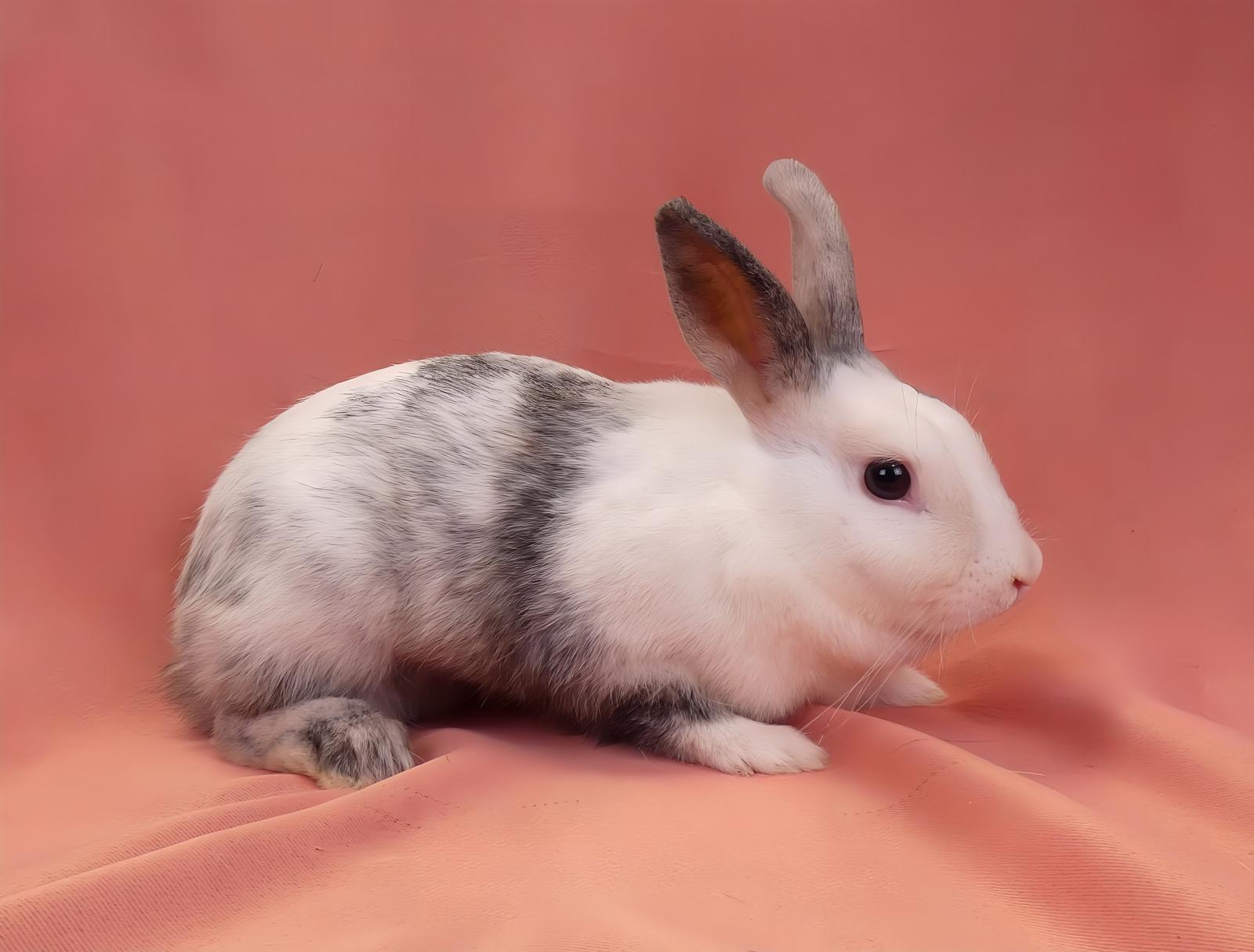 Enlarge DIAMOND, a Adoptable Bunny Rabbit in Pasadena, CA image 1/2