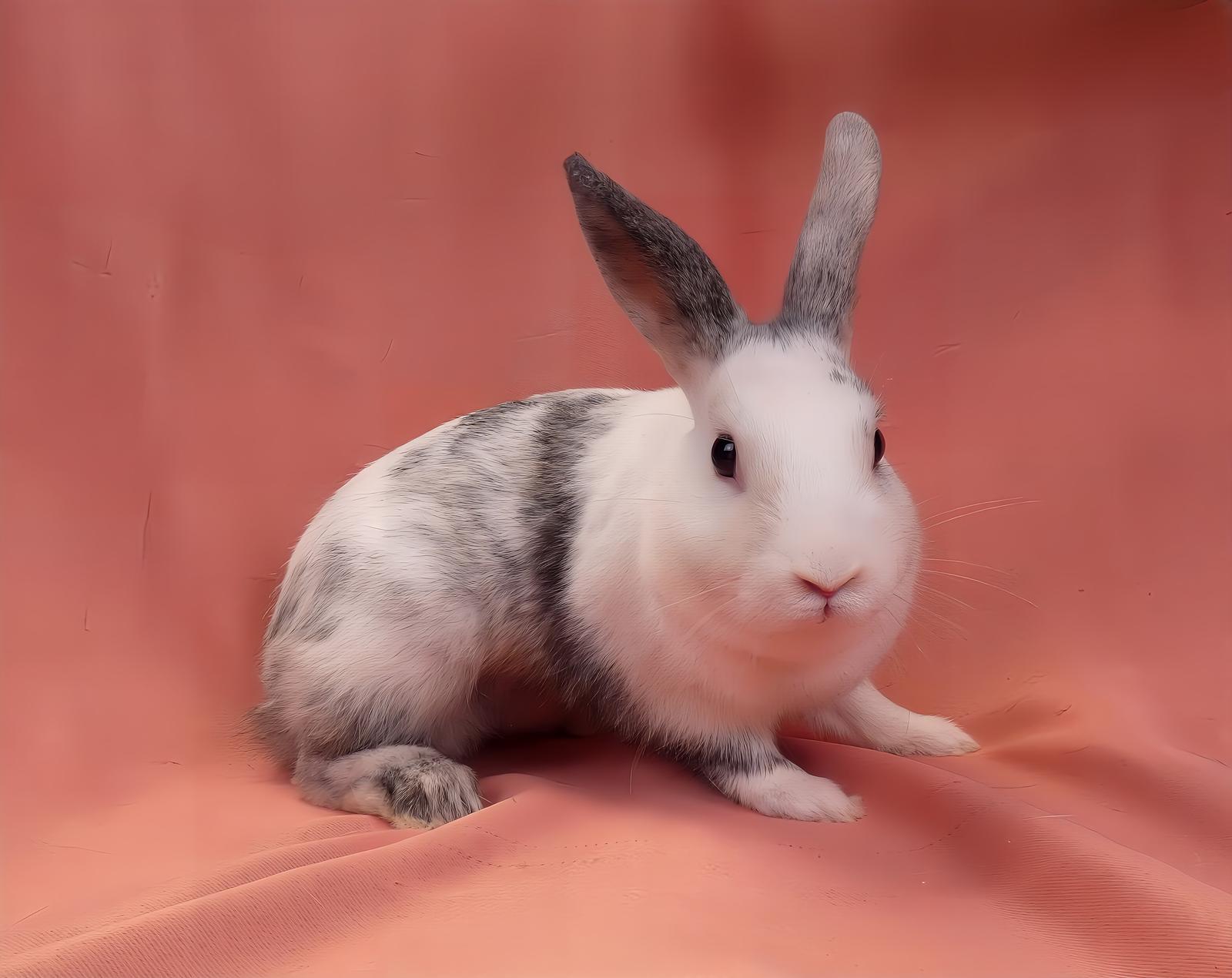 Enlarge DIAMOND, a Adoptable Bunny Rabbit in Pasadena, CA image 2/2