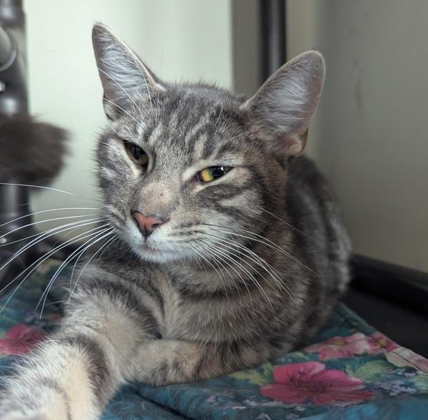 Enlarge Tabatha, a Adoptable mixed breed in Santa Rosa, CA image 1/2