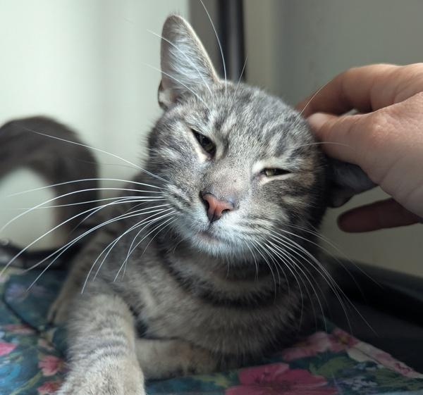 Enlarge Tabatha, a Adoptable mixed breed in Santa Rosa, CA image 2/2