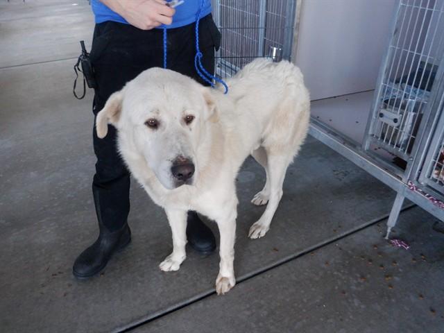 ANGUS, Adoptable, Young Male Great Pyrenees & Anatolian Shepherd.