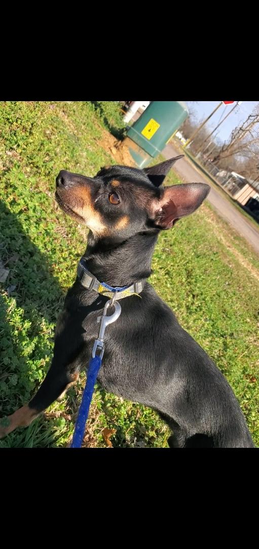 Enlarge The Dude, an adopted mixed breed in The Woodlands, TX image 2/6