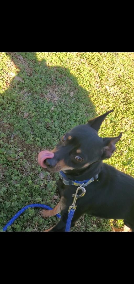 Enlarge The Dude, an adopted mixed breed in The Woodlands, TX image 6/6