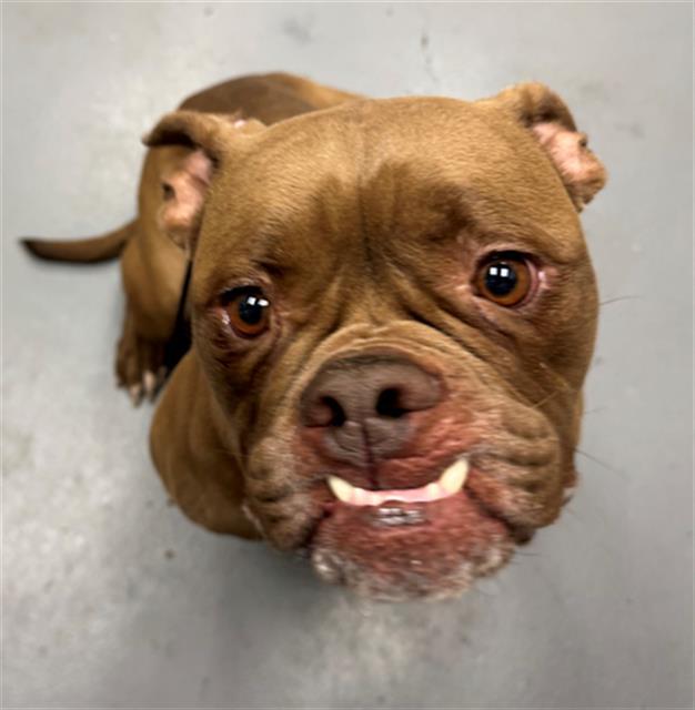 Enlarge BIANCA DEL RIO, a Adoptable mixed breed in Peoria, IL image 1/1