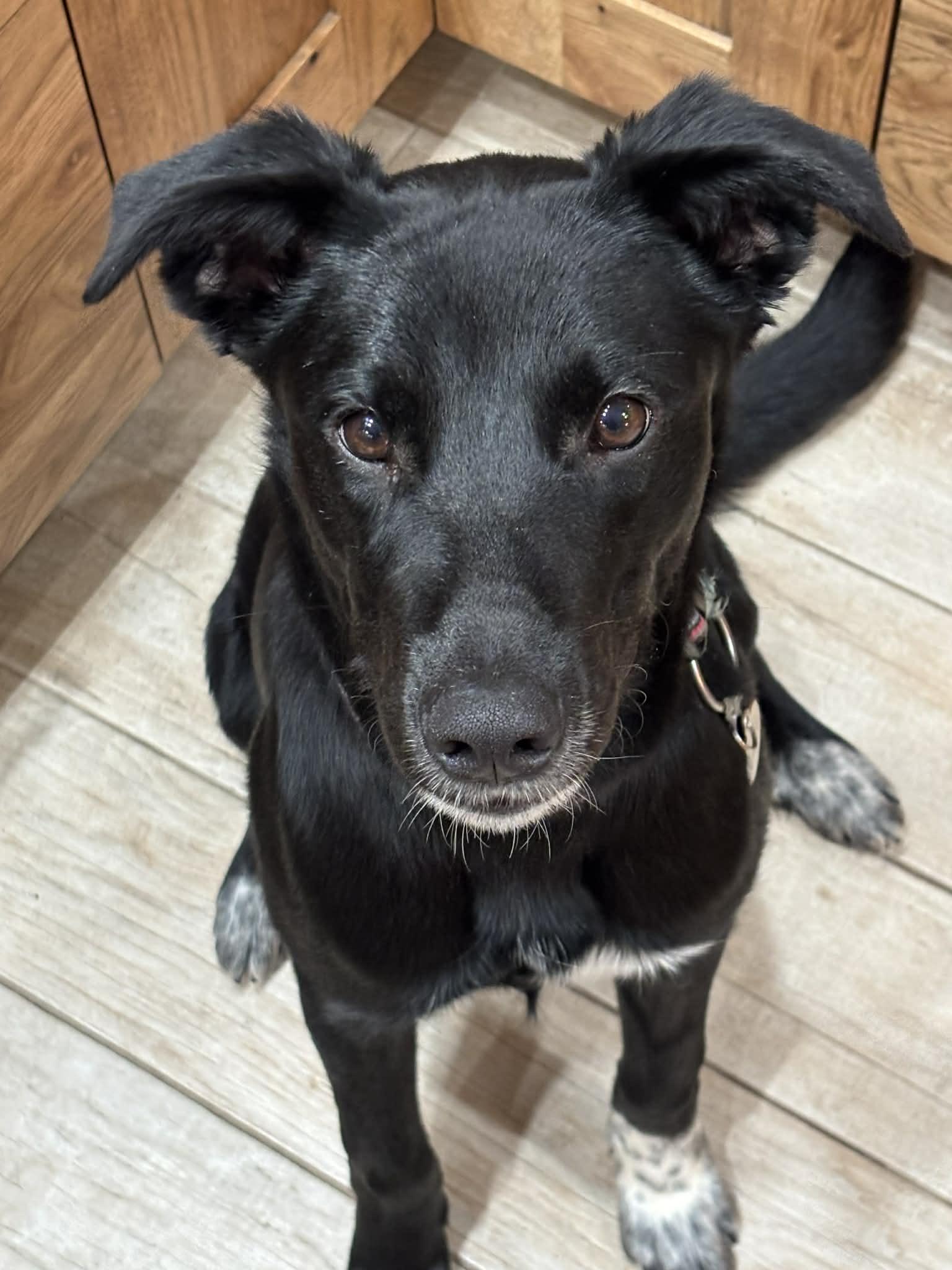 Beckett, Adoptable, Young Male Black Labrador Retriever.