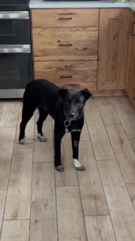 Beckett, a Adoptable Black Labrador Retriever in Polson, MT image 2/3