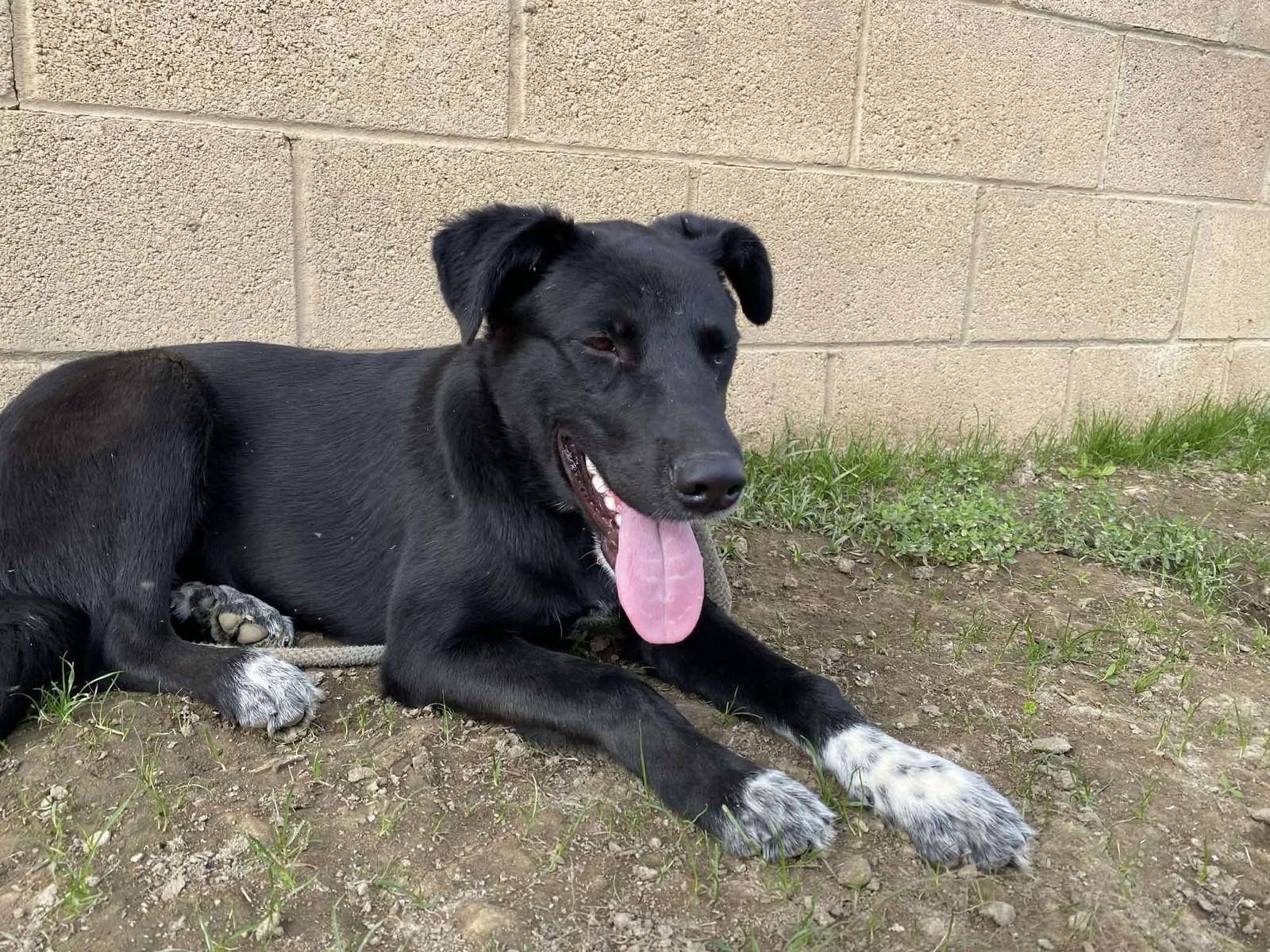 Beckett, a Adoptable Black Labrador Retriever in Polson, MT image 3/3