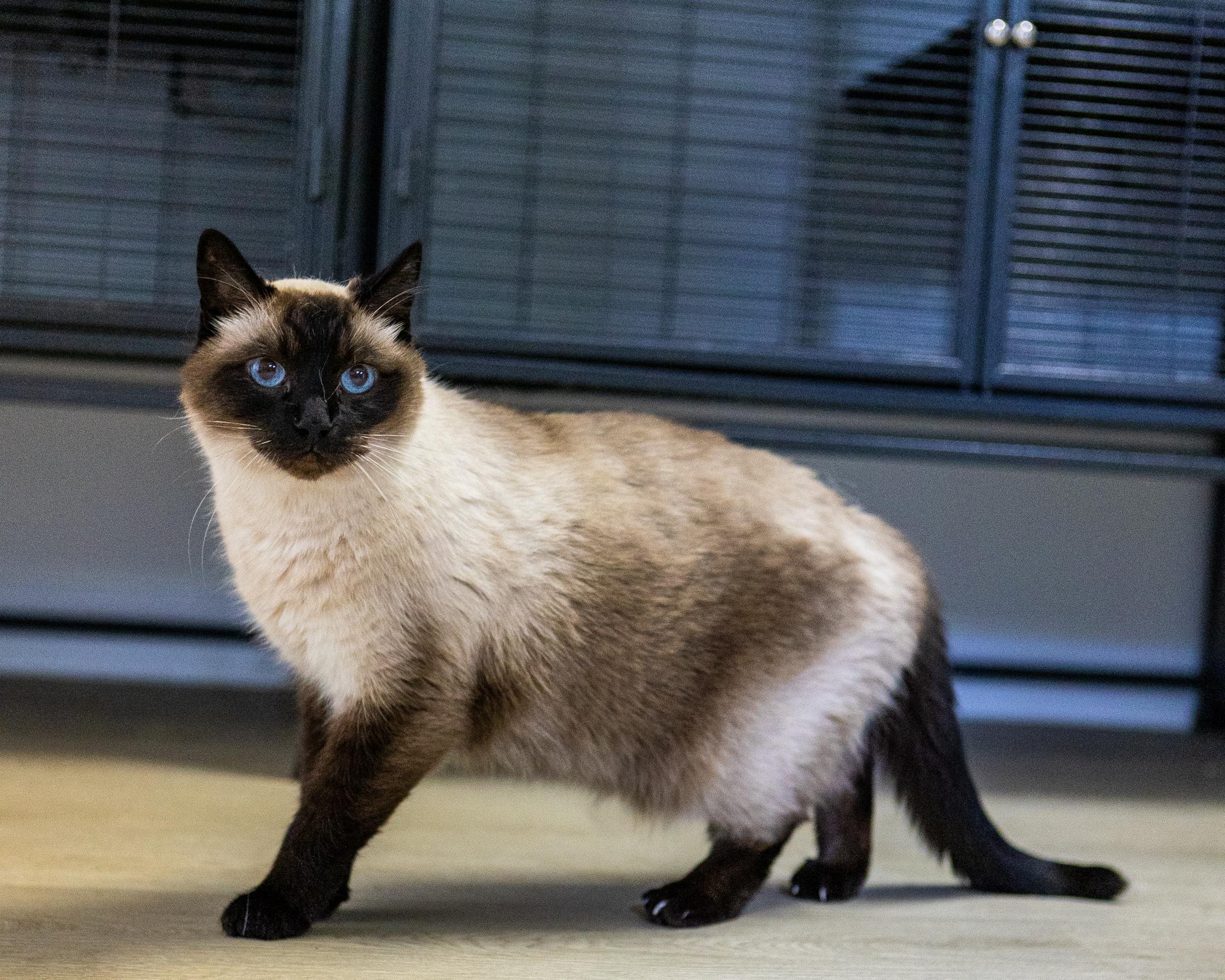 Tico, a Adoptable Siamese in Branford, CT image 3/6