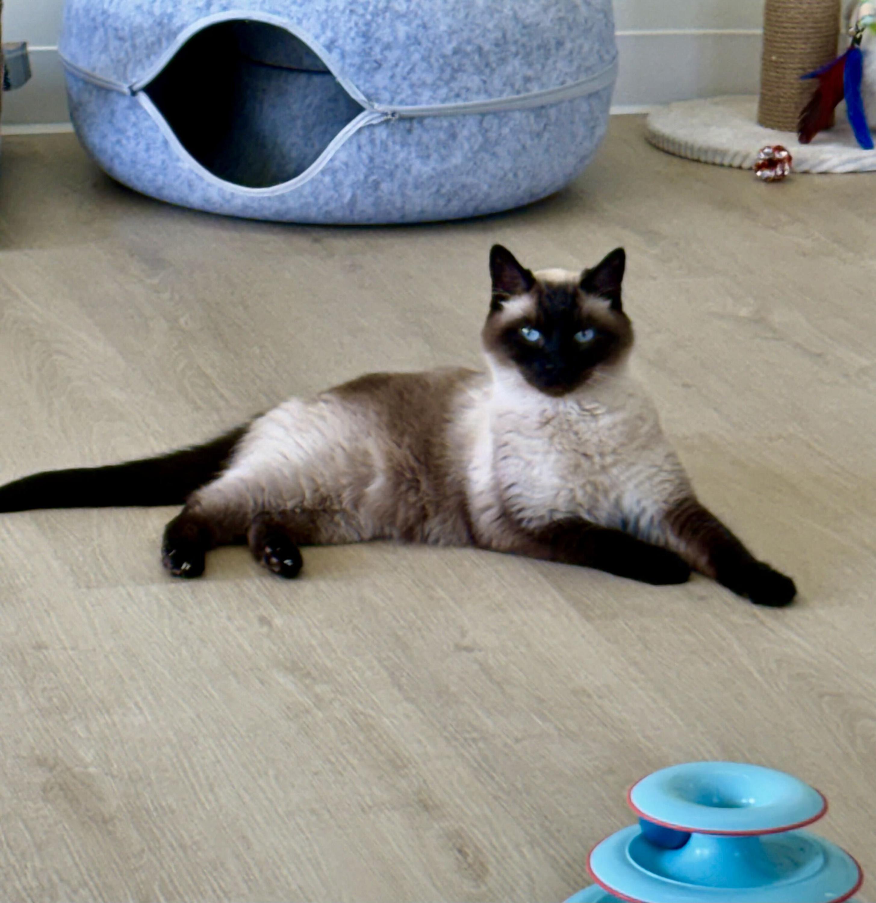 Tico, a Adoptable Siamese in Branford, CT image 6/6