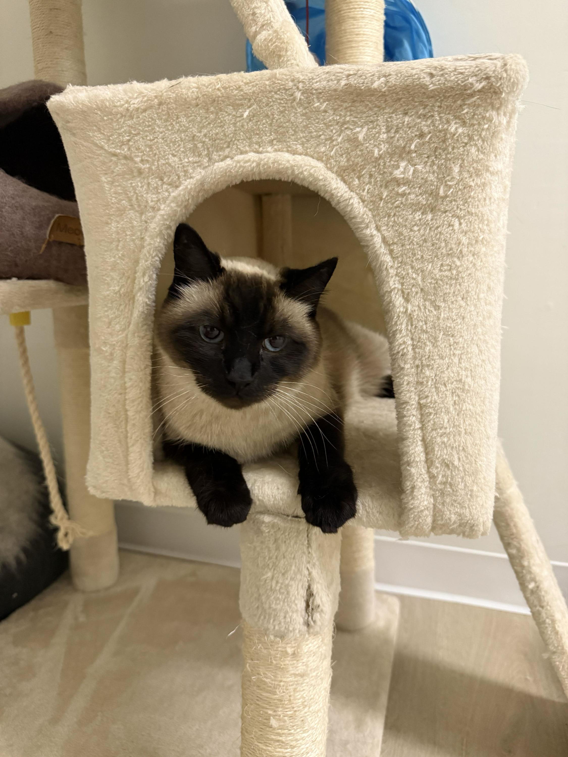 Tico, a Adoptable Siamese in Branford, CT image 5/6