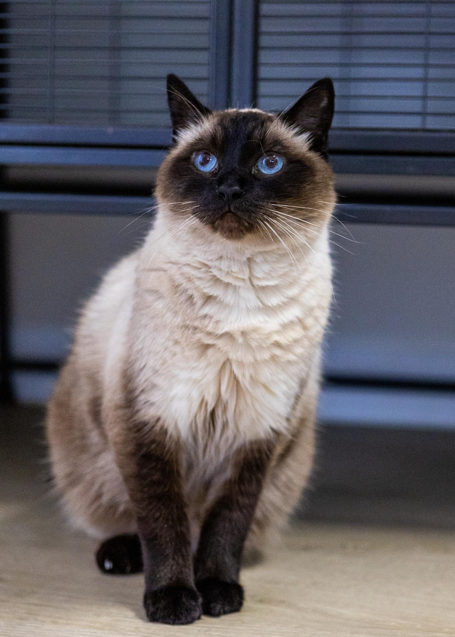 Tico, Adoptable, Senior Male Siamese.