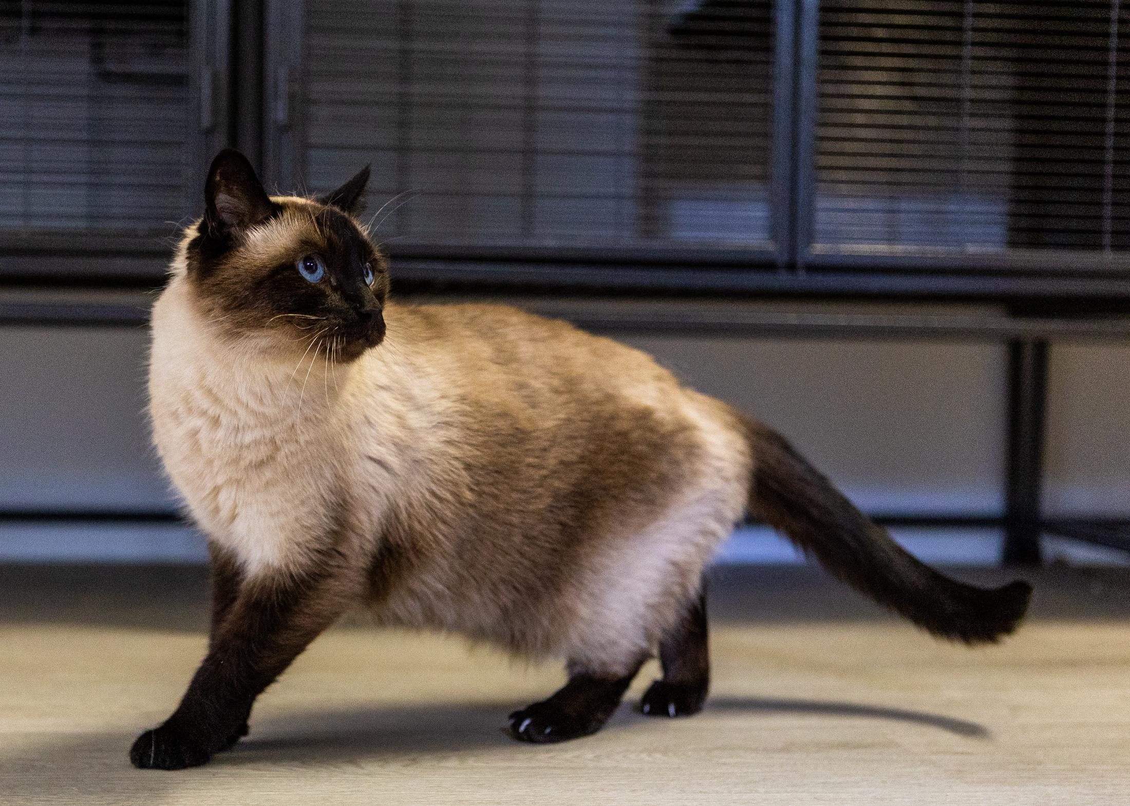 Tico, a Adoptable Siamese in Branford, CT image 4/6