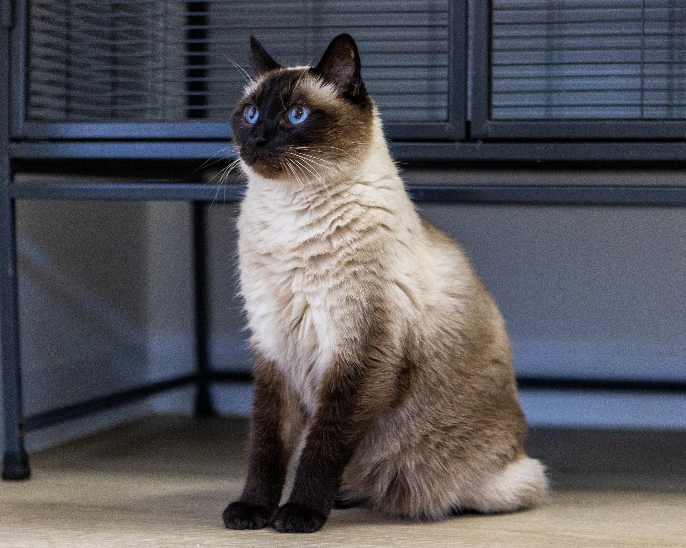 Tico, a Adoptable Siamese in Branford, CT image 2/6