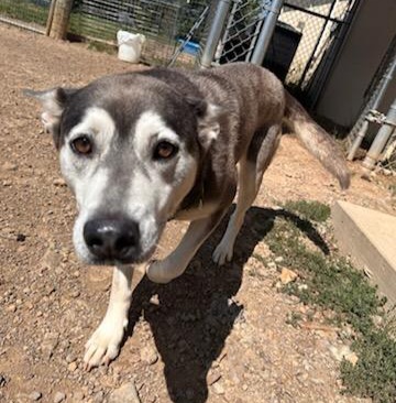 Celeste, Adult Female Husky