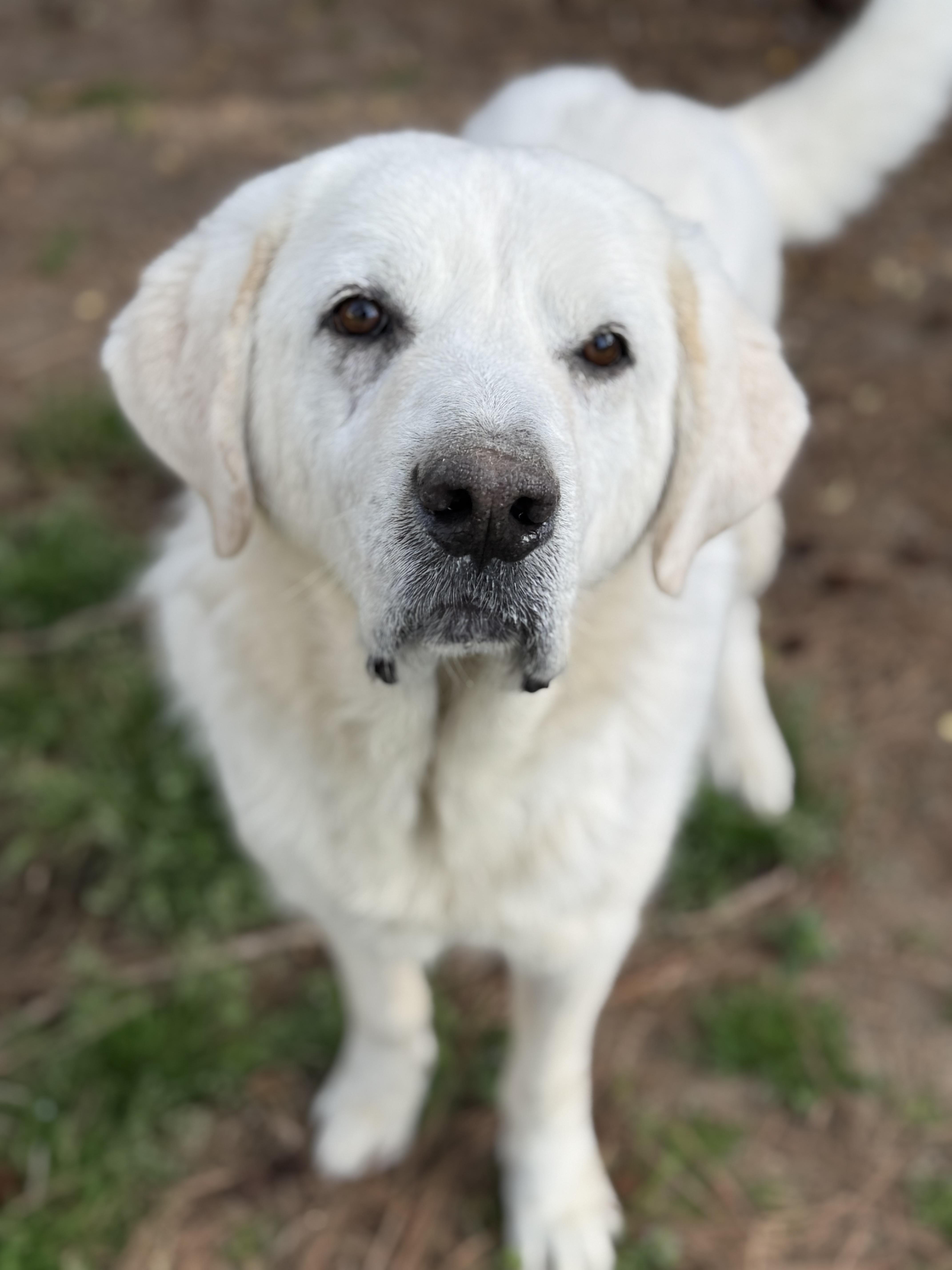 Casper, Adoptable, Adult Male Great Pyrenees.
