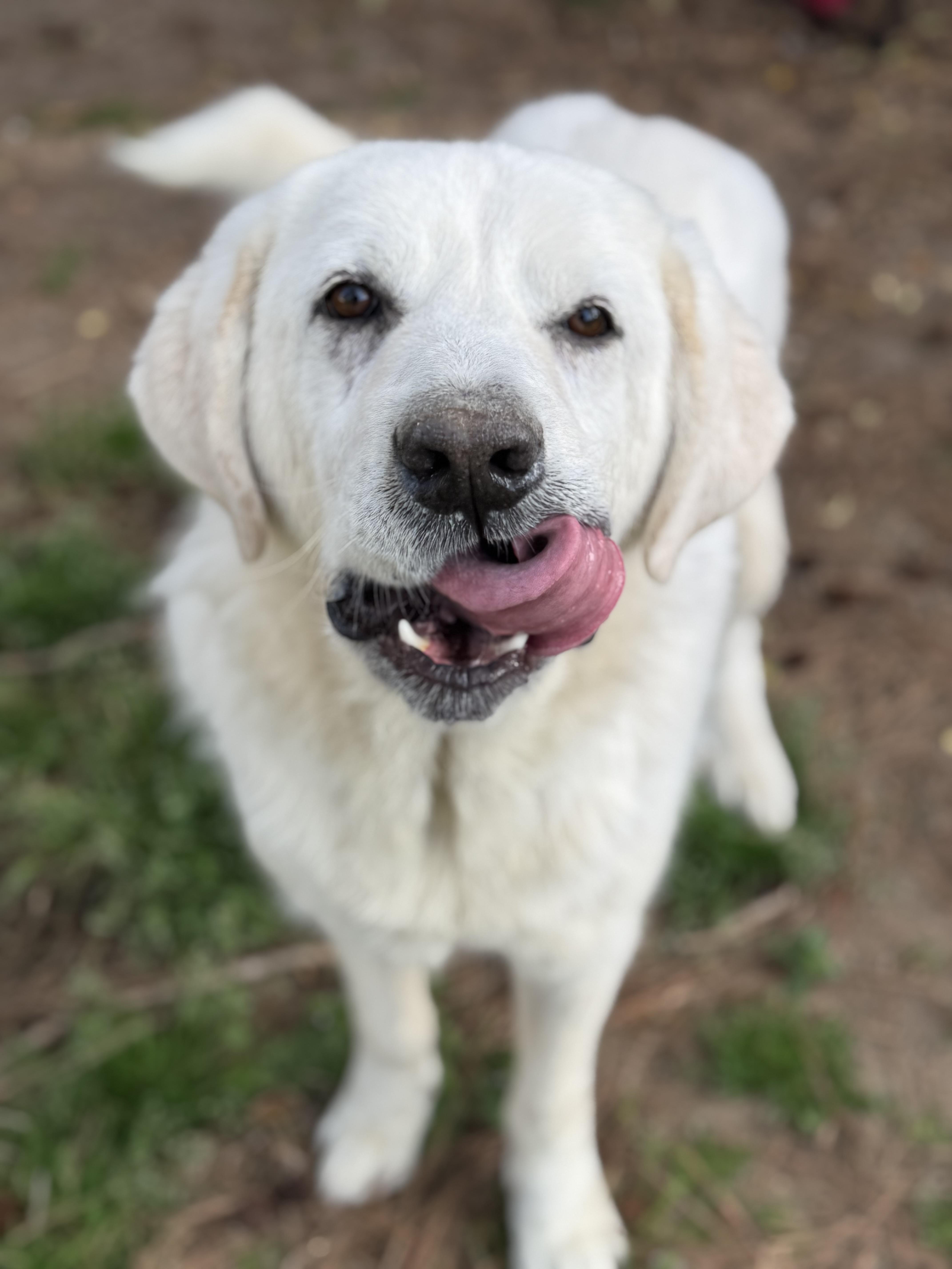 Enlarge Casper, a Adoptable Great Pyrenees in Providence Forge, VA image 2/2