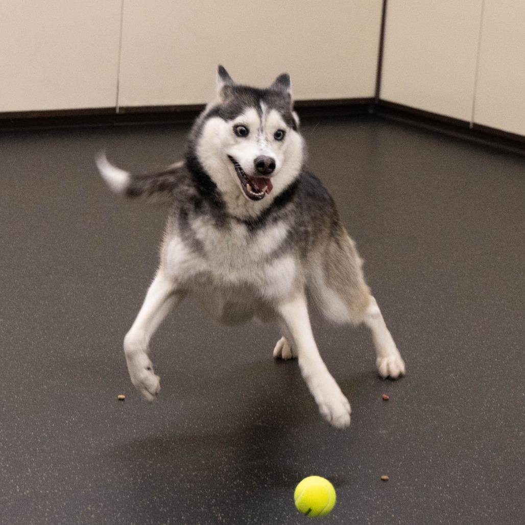 Enlarge Logan, a Adoptable Husky in Pasadena, CA image 1/6