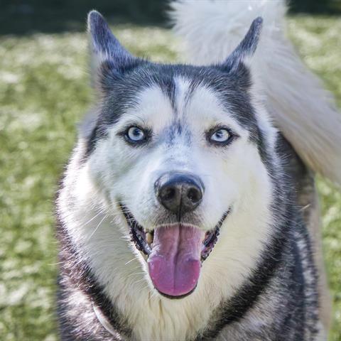 Enlarge Logan, a Adoptable Husky in Pasadena, CA image 2/6