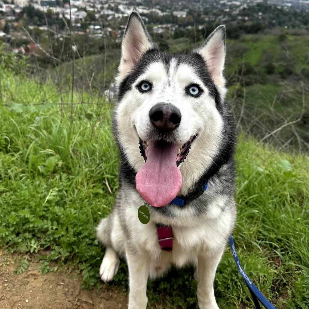 Enlarge Logan, a Adoptable Husky in Pasadena, CA image 3/6