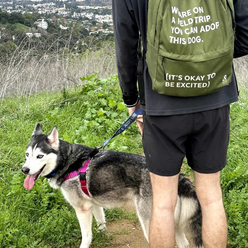 Enlarge Logan, a Adoptable Husky in Pasadena, CA image 4/6