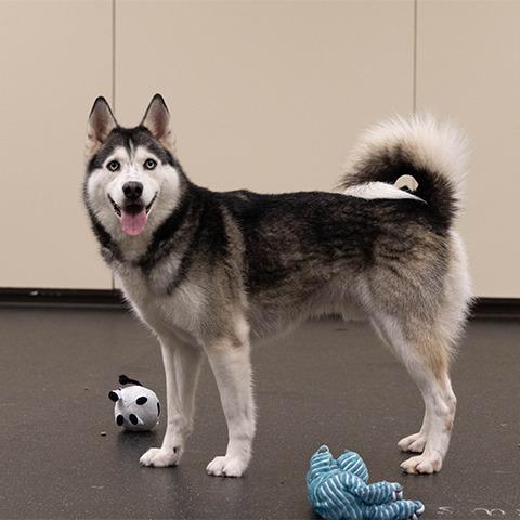 Enlarge Logan, a Adoptable Husky in Pasadena, CA image 5/6