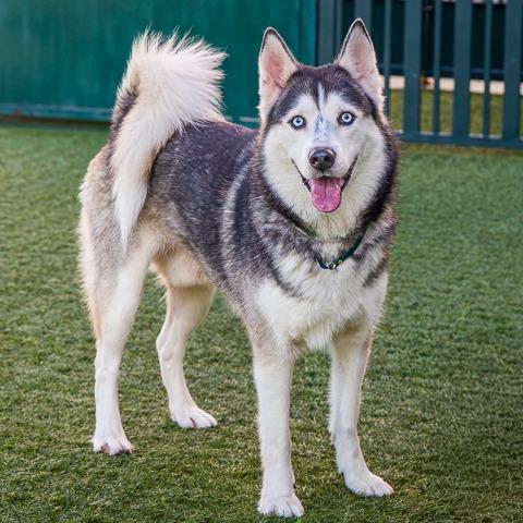 Enlarge Logan, a Adoptable Husky in Pasadena, CA image 6/6