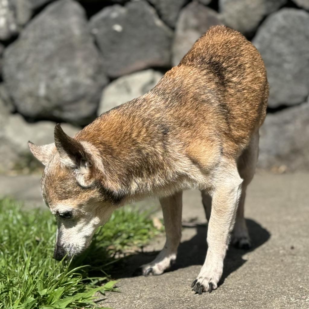 Enlarge Aku (in Hospice Foster), a Adoptable Chihuahua in Keaau, HI image 3/4