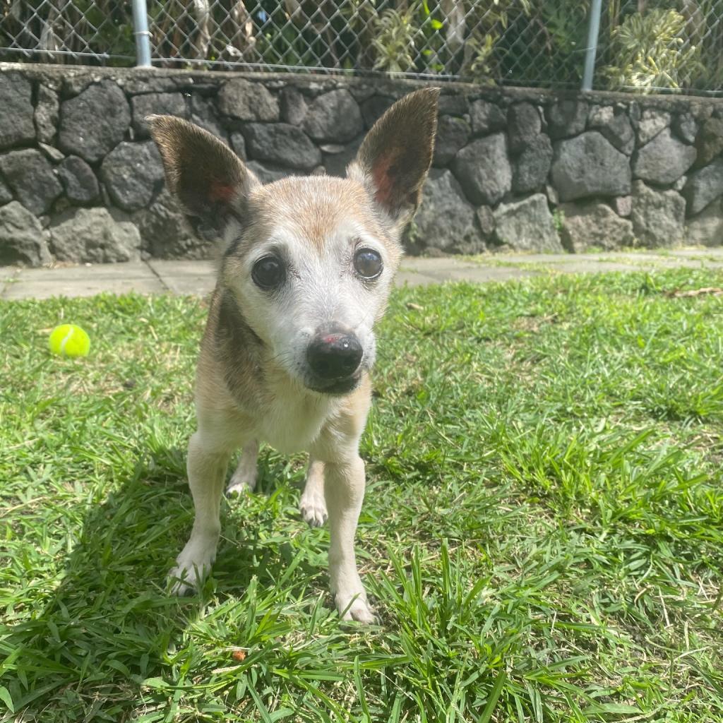 Enlarge Aku (in Hospice Foster), a Adoptable Chihuahua in Keaau, HI image 4/4