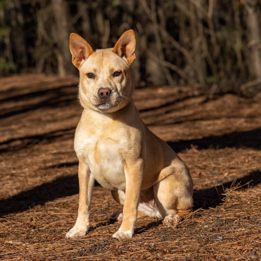 L'il Toast 02-0302, Adoptable, Adult Female Cattle Dog & Mixed Breed.