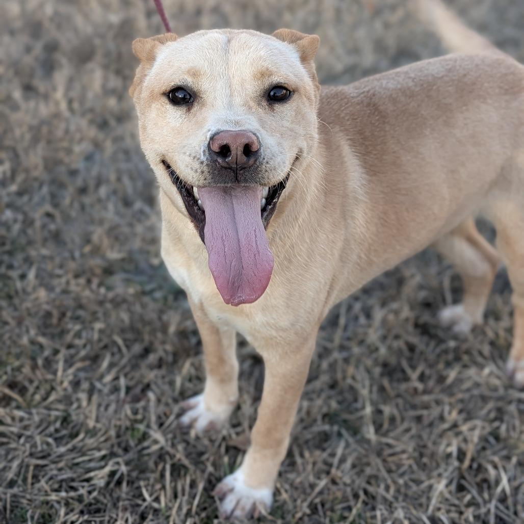 Enlarge L'il Toast 02-0302, a Adoptable mixed breed in Tyrone, GA image 2/6
