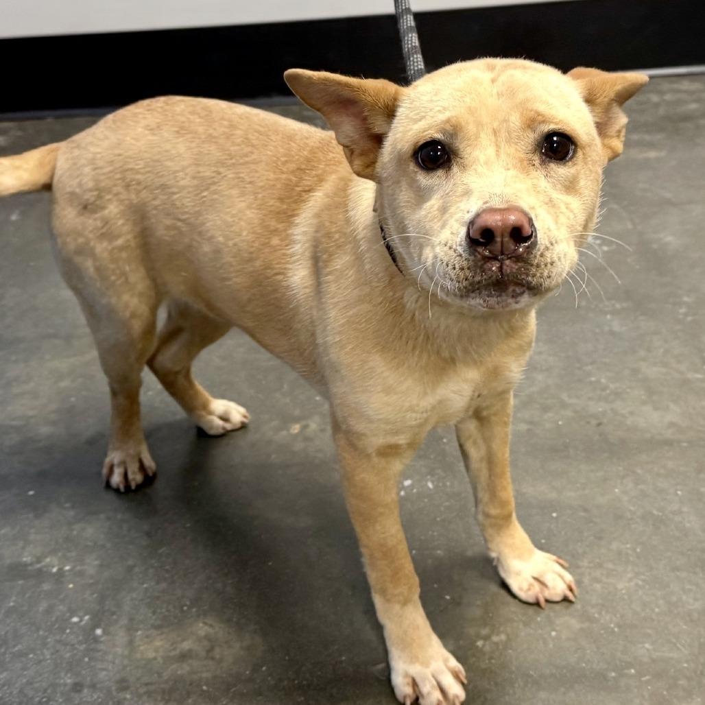 Enlarge L'il Toast 02-0302, a Adoptable mixed breed in Tyrone, GA image 3/6