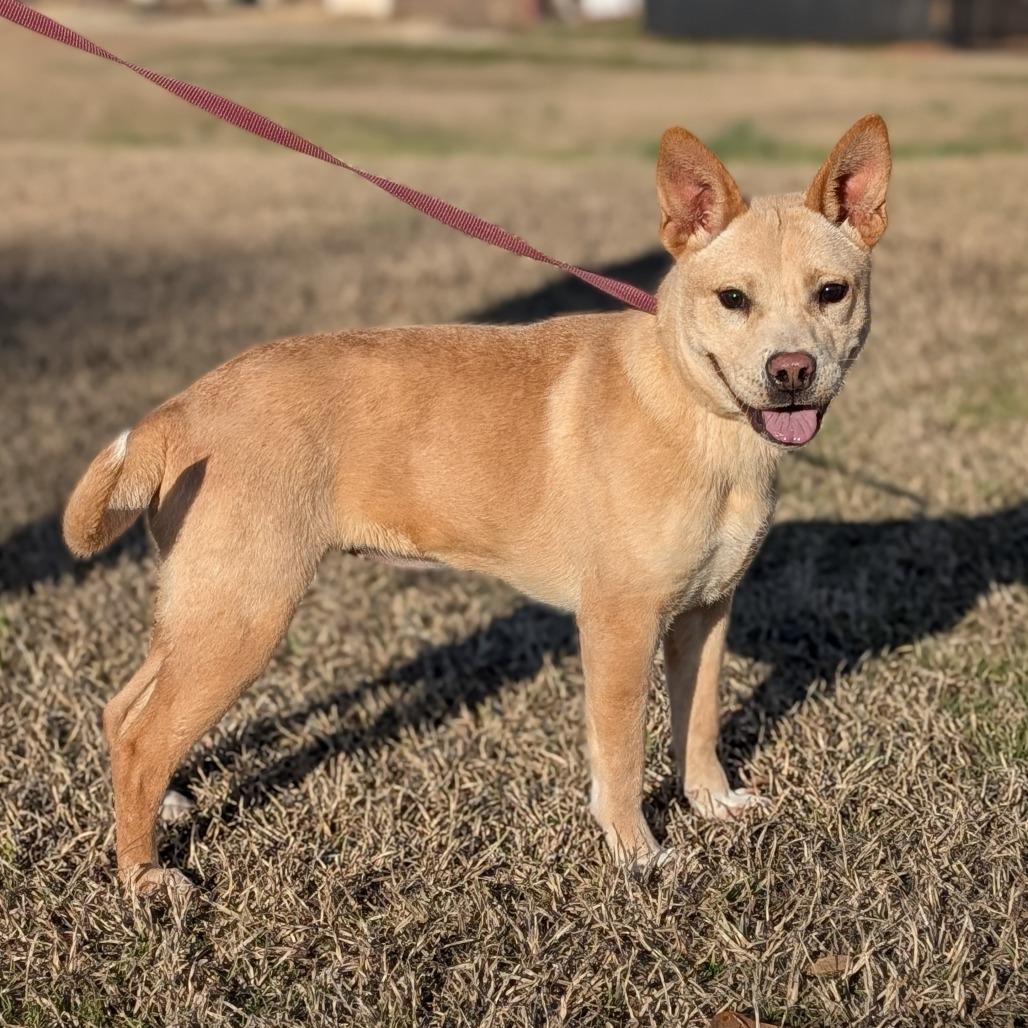 Enlarge L'il Toast 02-0302, a Adoptable mixed breed in Tyrone, GA image 4/6