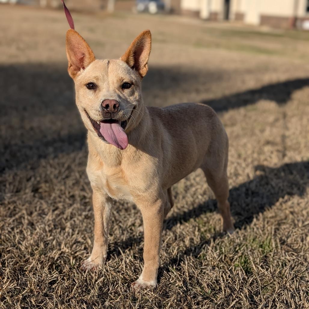 Enlarge L'il Toast 02-0302, a Adoptable mixed breed in Tyrone, GA image 5/6