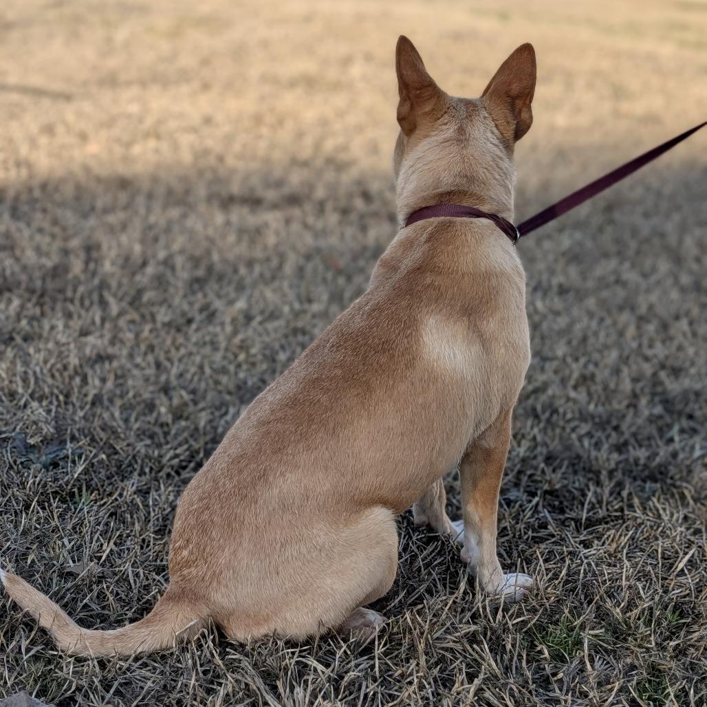 Enlarge L'il Toast 02-0302, a Adoptable mixed breed in Tyrone, GA image 6/6