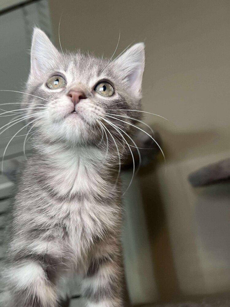 Enlarge Brioche, a Adoptable Domestic Short Hair in Shawnee, OK image 1/6