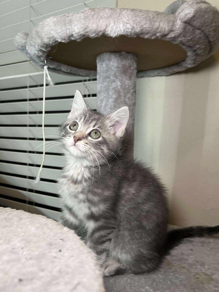 Enlarge Brioche, a Adoptable Domestic Short Hair in Shawnee, OK image 2/6