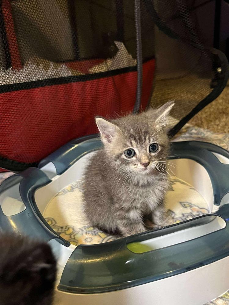 Enlarge Brioche, a Adoptable Domestic Short Hair in Shawnee, OK image 3/6