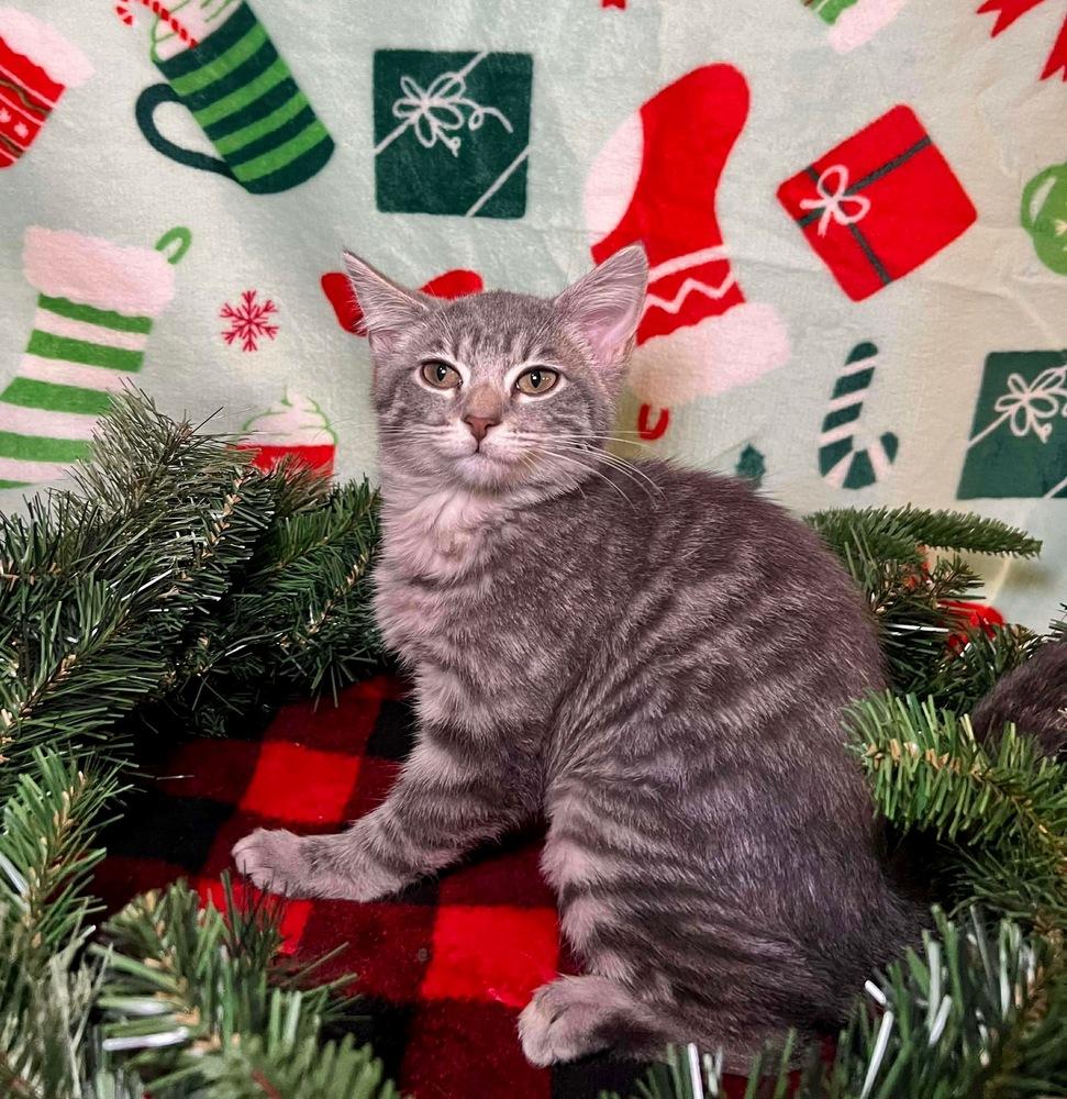 Enlarge Brioche, a Adoptable Domestic Short Hair in Shawnee, OK image 4/6