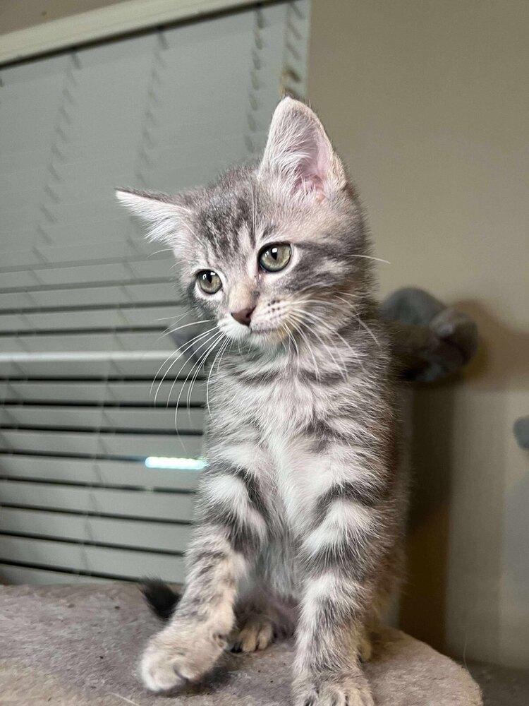 Brioche, Adoptable, Kitten Female Domestic Short Hair.