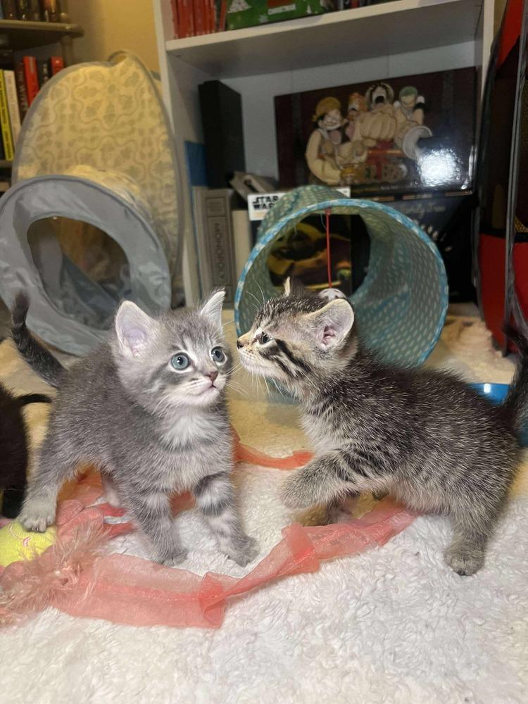 Enlarge Brioche, a Adoptable Domestic Short Hair in Shawnee, OK image 6/6