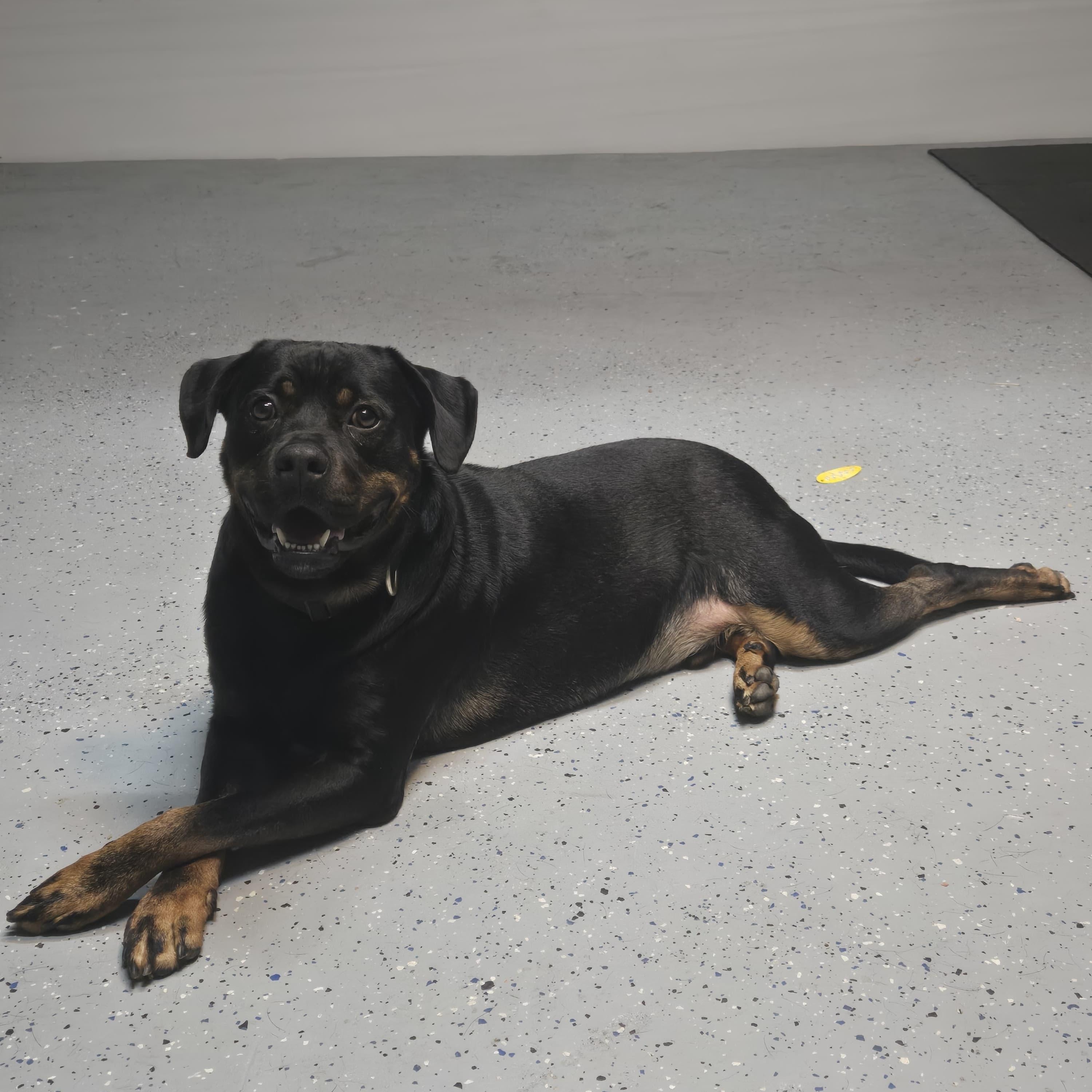 John, a Adoptable Rottweiler in Houston, TX image 4/4