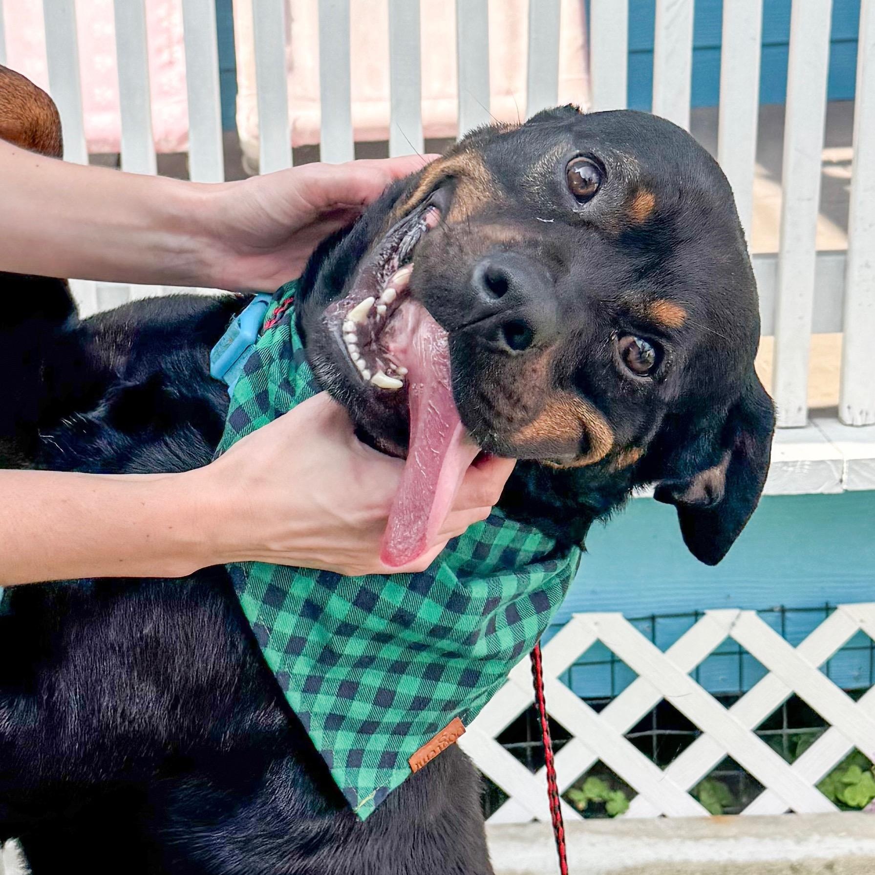 John, a Adoptable Rottweiler in Houston, TX image 1/2