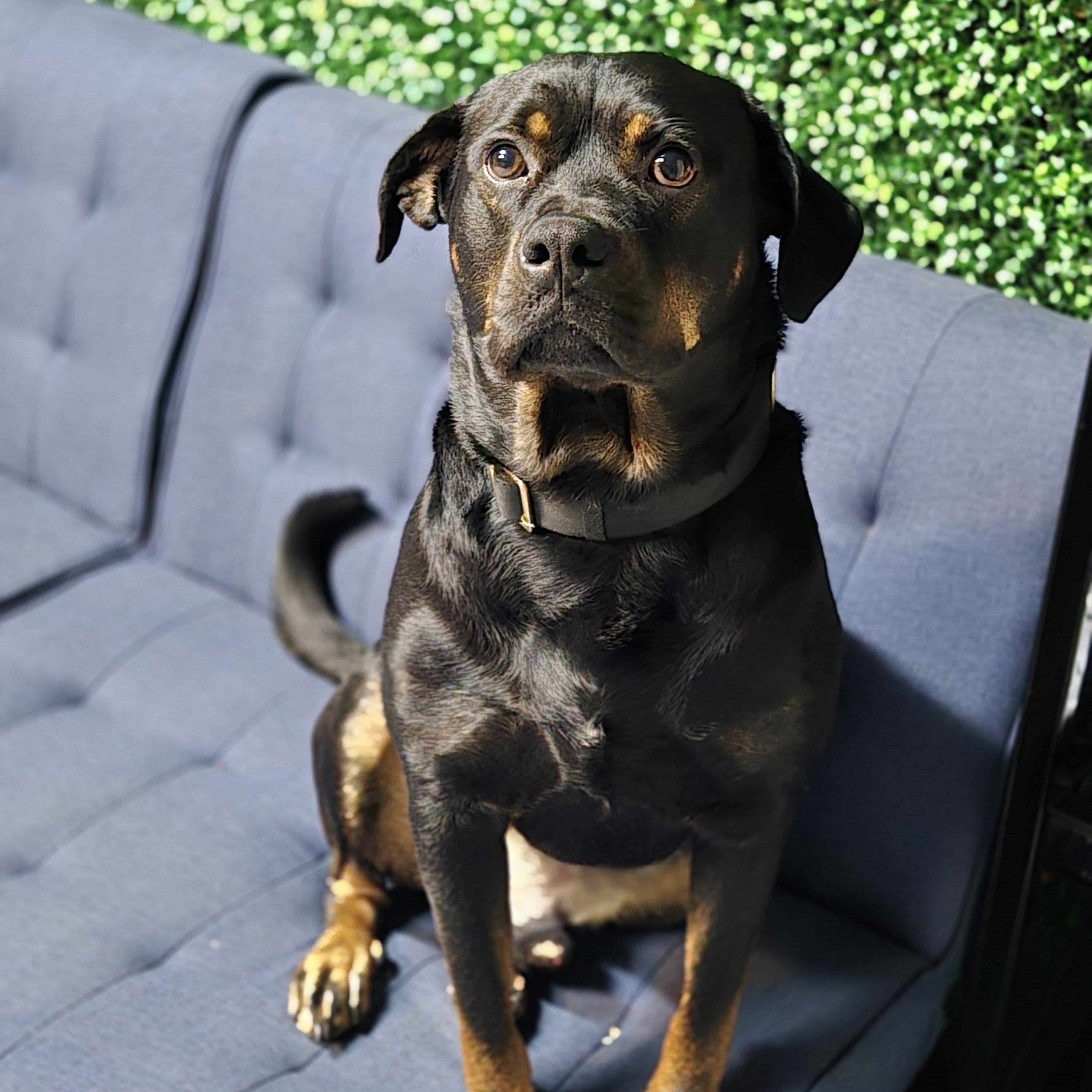 Enlarge John, a Adoptable Rottweiler in Houston, TX image 6/6