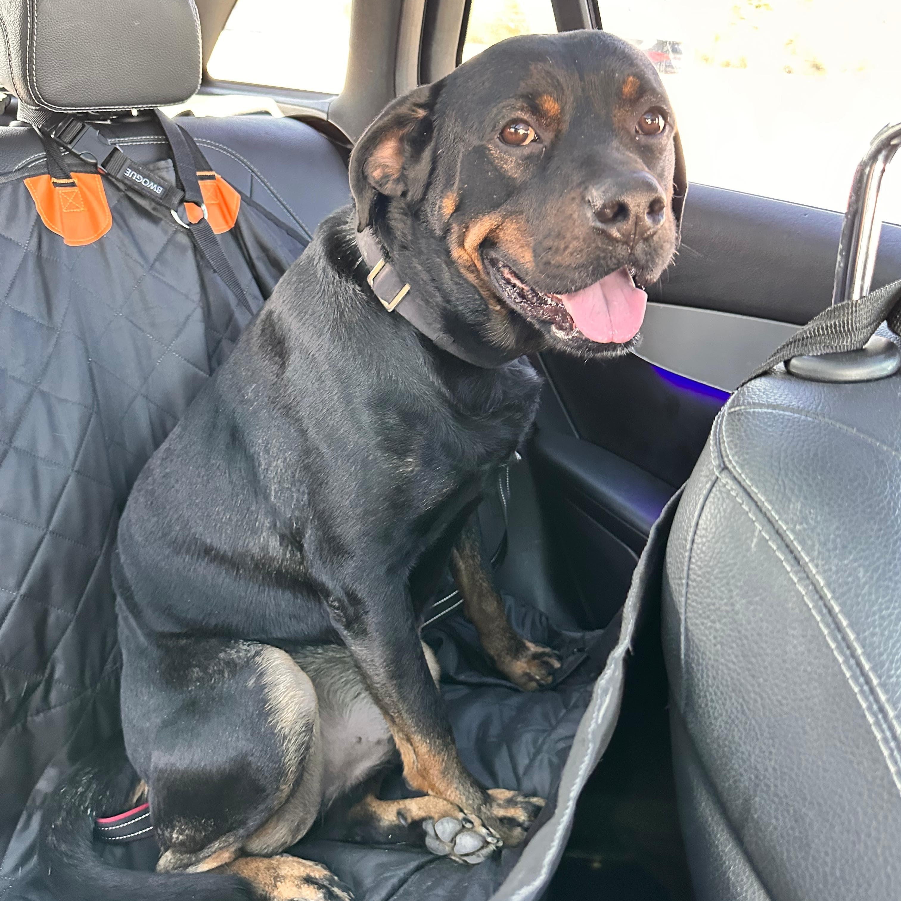 Enlarge John, a Adoptable Rottweiler in Houston, TX image 5/6