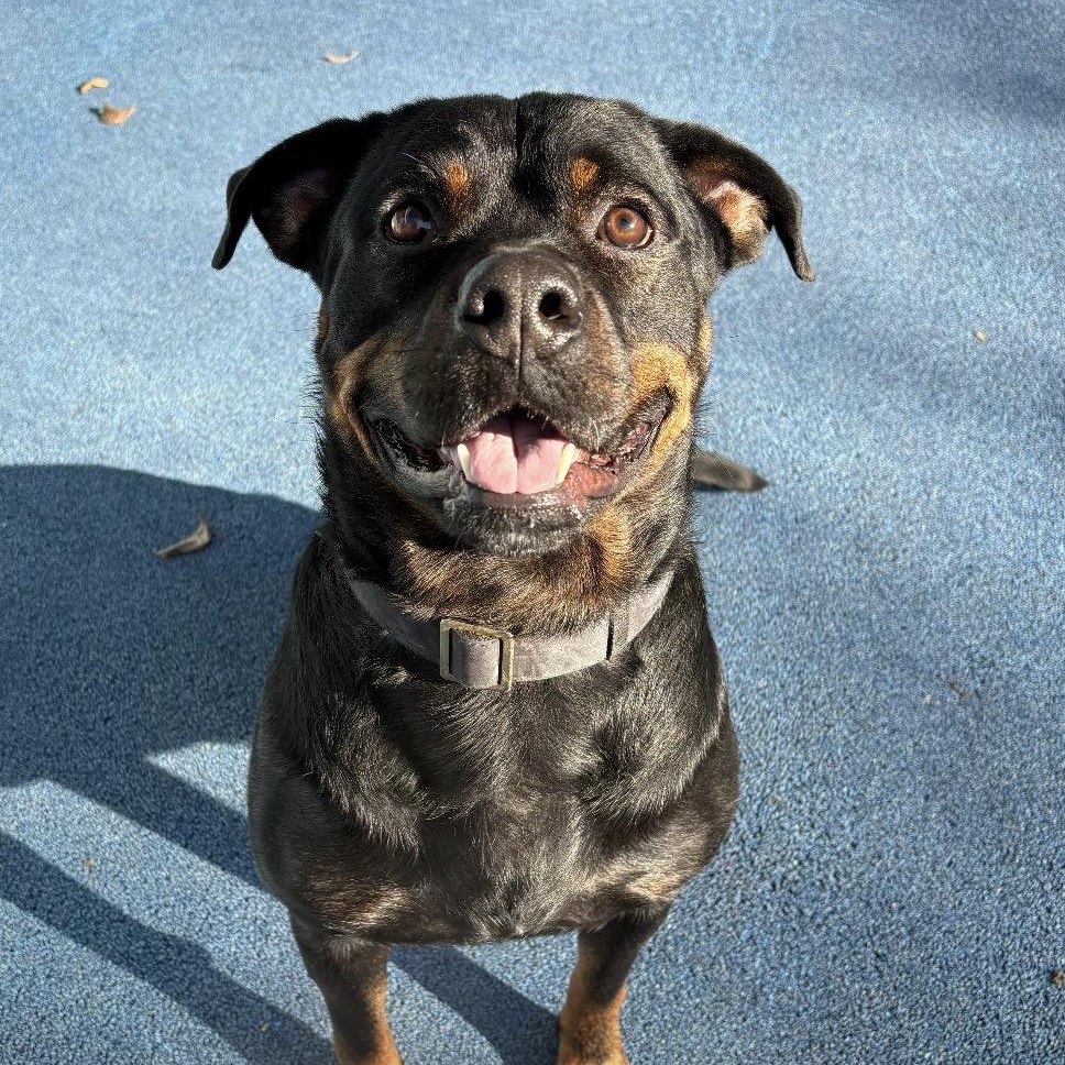 John, Adoptable, Young Male Rottweiler.